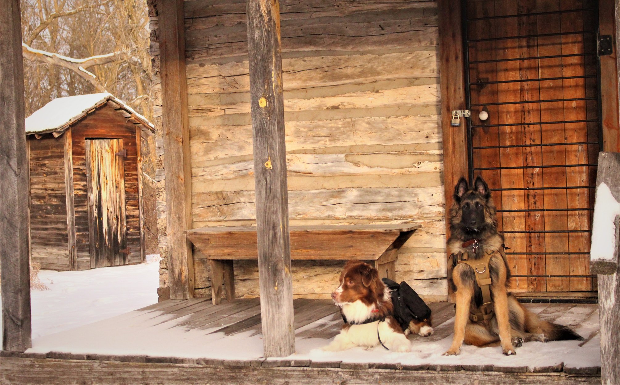 A snowy historic cabin in the winter features two dogs wearing backpacks. The first dog, an australian shepherd, is lying and looking to the left. The second dog, a belgian tervuren, is facing the camera looking excited.